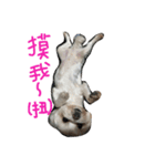 Maltese~ Chu Chu - 1（個別スタンプ：20）