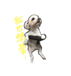 Maltese~ Chu Chu - 1（個別スタンプ：21）