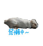 Maltese~ Chu Chu - 1（個別スタンプ：22）