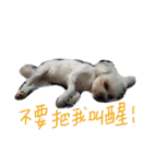 Maltese~ Chu Chu - 1（個別スタンプ：23）