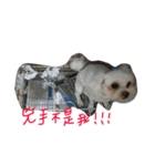 Maltese~ Chu Chu - 1（個別スタンプ：25）
