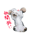 Maltese~ Chu Chu - 1（個別スタンプ：28）