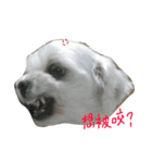 Maltese~ Chu Chu - 1（個別スタンプ：32）