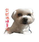 Maltese~ Chu Chu - 1（個別スタンプ：33）