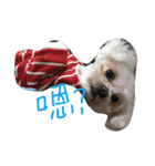 Maltese~ Chu Chu - 1（個別スタンプ：35）