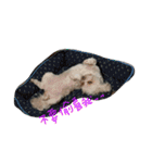 Maltese~ Chu Chu - 1（個別スタンプ：37）