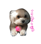 Maltese~ Chu Chu - 1（個別スタンプ：38）