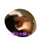 橋本修平スタンプ修正版（個別スタンプ：4）
