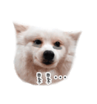 ふわふわのわんちゃん（個別スタンプ：13）