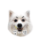 ふわふわのわんちゃん（個別スタンプ：14）
