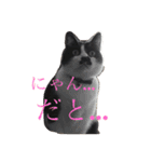 うちのねこ@いち（個別スタンプ：1）