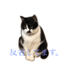 うちのねこ@いち（個別スタンプ：2）