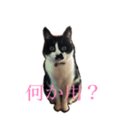 うちのねこ@いち（個別スタンプ：3）