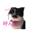 うちのねこ@いち（個別スタンプ：5）
