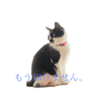 うちのねこ@いち（個別スタンプ：6）