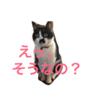 うちのねこ@いち（個別スタンプ：9）