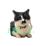 うちのねこ@いち（個別スタンプ：11）