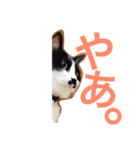 うちのねこ@いち（個別スタンプ：14）