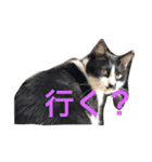 うちのねこ@いち（個別スタンプ：15）