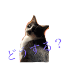 うちのねこ@いち（個別スタンプ：16）