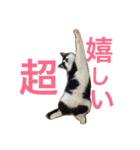うちのねこ@いち（個別スタンプ：17）