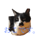 うちのねこ@いち（個別スタンプ：19）