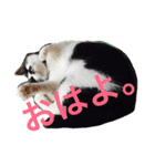 うちのねこ@いち（個別スタンプ：20）