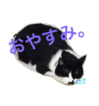 うちのねこ@いち（個別スタンプ：21）