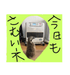 ペットのスタンプ集（個別スタンプ：8）