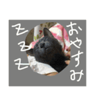 ペットのスタンプ集（個別スタンプ：9）