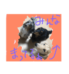 ペットのスタンプ集（個別スタンプ：13）