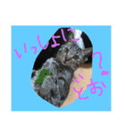 ペットのスタンプ集（個別スタンプ：18）