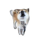 柴犬まめとの暮らし（個別スタンプ：1）