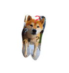 柴犬まめとの暮らし（個別スタンプ：2）