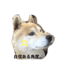 柴犬まめとの暮らし（個別スタンプ：3）