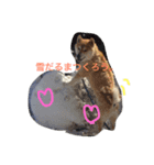 柴犬まめとの暮らし（個別スタンプ：5）
