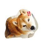 柴犬まめとの暮らし（個別スタンプ：7）