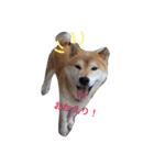 柴犬まめとの暮らし（個別スタンプ：8）