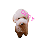 BUNTA is toy poodle（個別スタンプ：1）