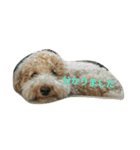 BUNTA is toy poodle（個別スタンプ：2）
