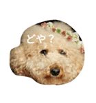 BUNTA is toy poodle（個別スタンプ：3）