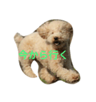 BUNTA is toy poodle（個別スタンプ：4）