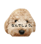 BUNTA is toy poodle（個別スタンプ：5）