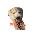 BUNTA is toy poodle（個別スタンプ：7）
