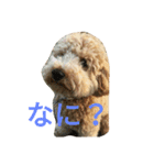 BUNTA is toy poodle（個別スタンプ：8）