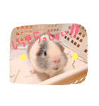 モルモットのちゃこちゃん（個別スタンプ：5）