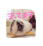 モルモットのちゃこちゃん（個別スタンプ：6）