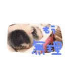 モルモットのちゃこちゃん（個別スタンプ：8）