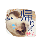 モルモットのちゃこちゃん（個別スタンプ：10）