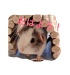 モルモットのちゃこちゃん（個別スタンプ：12）